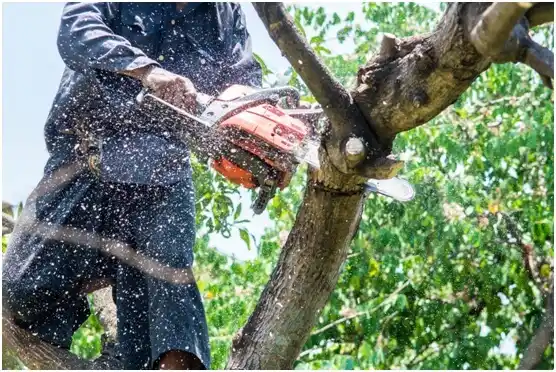 tree services Sellersville